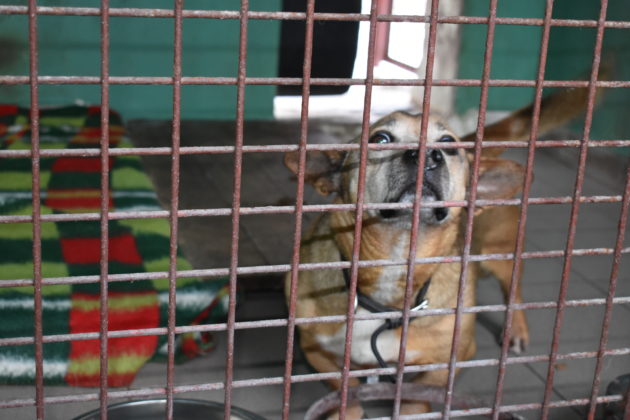 Wizyta w żarskim schronisku