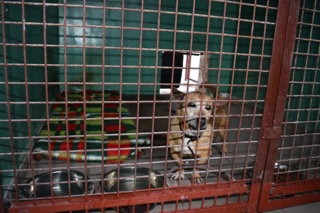 Wizyta w żarskim schronisku