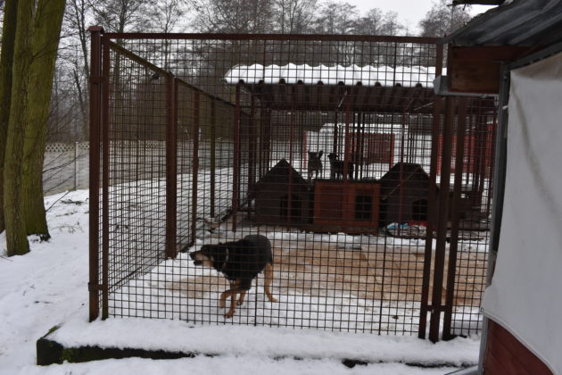 Wizyta w żarskim schronisku