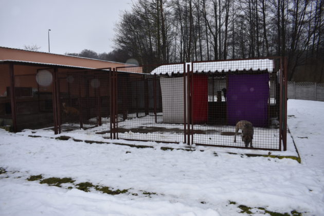 Wizyta w żarskim schronisku