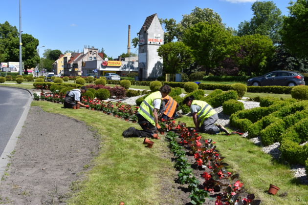 Nasadzenia na rondzie Czterech Pancernych