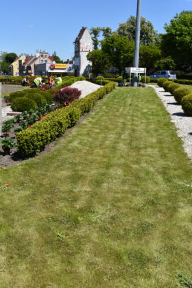 Nasadzenia na rondzie Czterech Pancernych