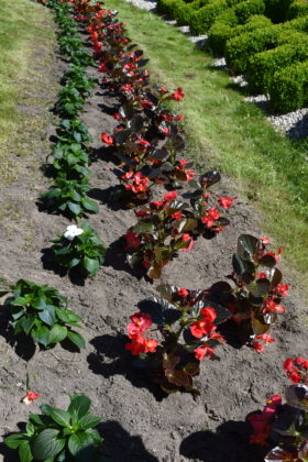 Nasadzenia na rondzie Czterech Pancernych