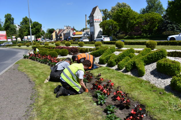 Nasadzenia na rondzie Czterech Pancernych