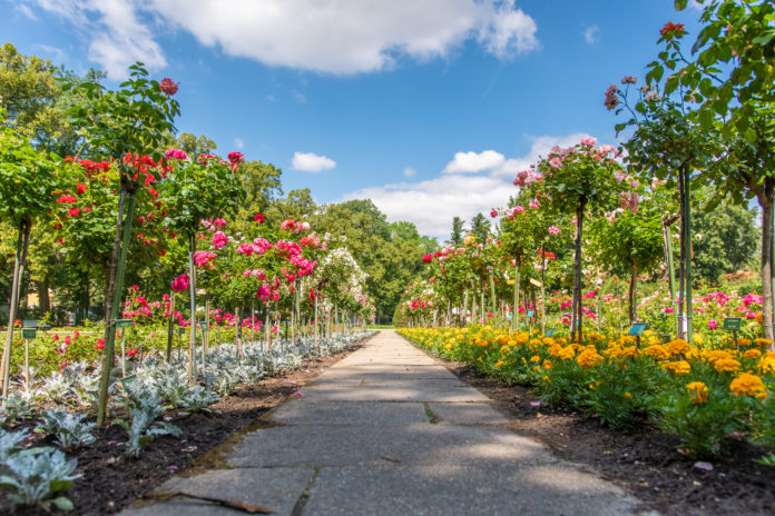 Ogród Różany Forst