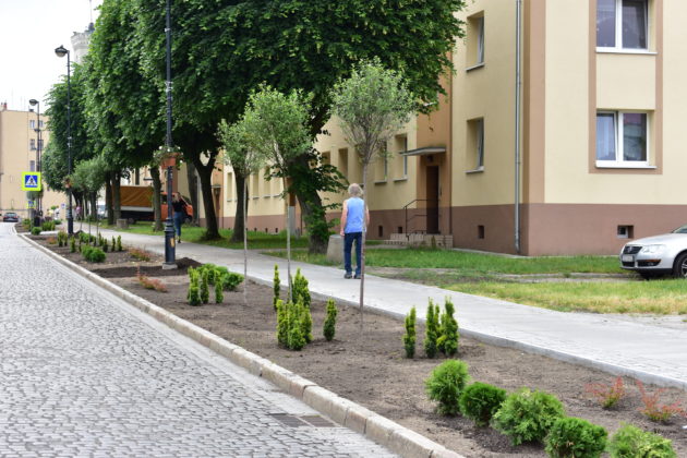 Zagospodarowanie zieleni ul Ratuszowa