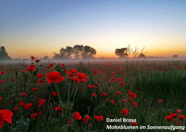 Daniel Brose Mohnblumen im Sonnenaufgang