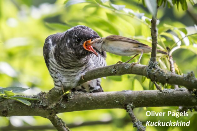 Oliver Pagels Kuckuckskind