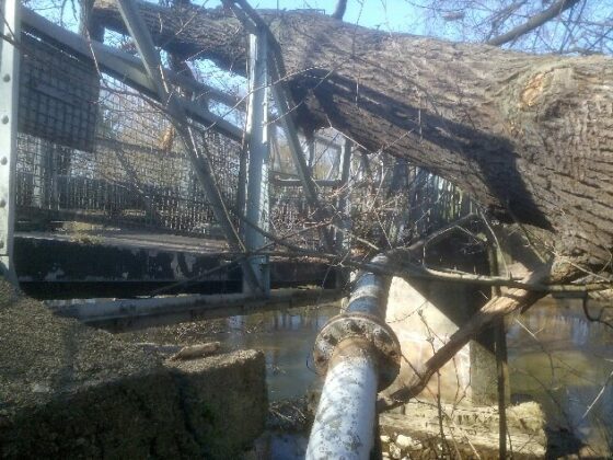 Powalone drzewo na kładkę przy ulicy Mostowej