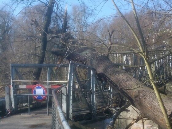 Powalone drzewo na kładkę przy ulicy Mostowej