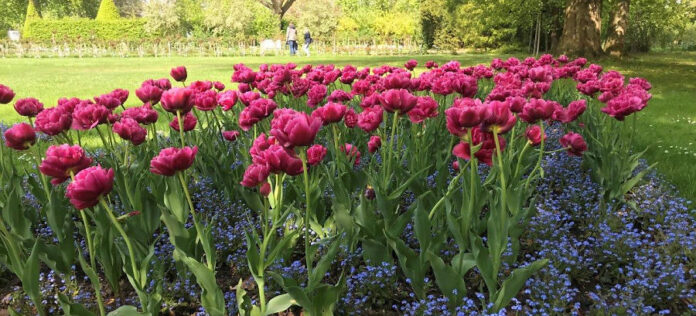 Tulpenblüte im Ostdeutschen Rosengarten, Fotograf: S. Palm, Rechte: Stadt Forst (Lausitz)