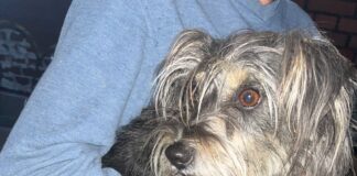 Zagubione czworonogi szukają właściciela