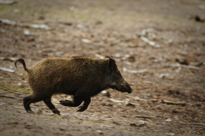 POWIATOWY LEKARZ WETERYNARII PRZYPOMINA