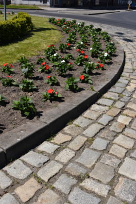 Nasadzenia na rondzie Czterech Pancernych
