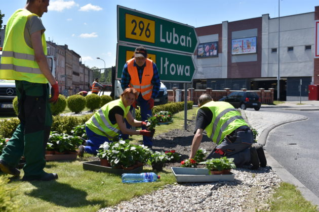 Nasadzenia na rondzie Czterech Pancernych