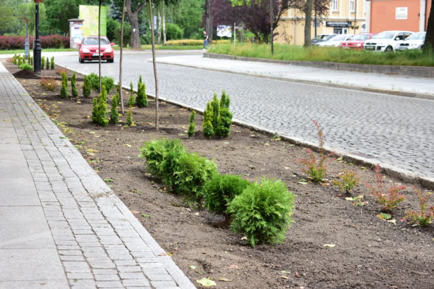 Zagospodarowanie zieleni ul Ratuszowa
