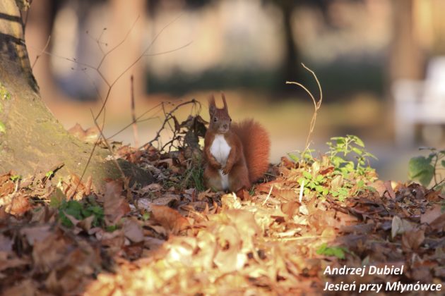 Andrzej Dubiel Jesień przy Młynówce