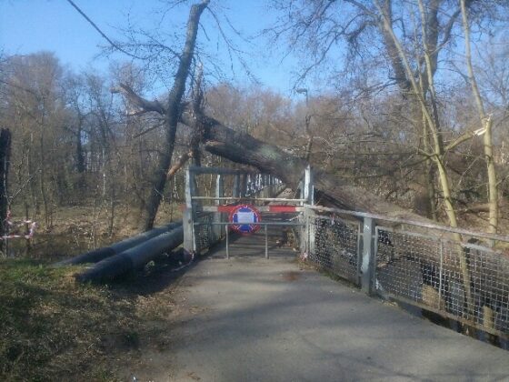 Powalone drzewo na kładkę przy ulicy Mostowej