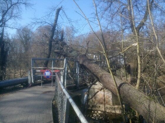 Powalone drzewo na kładkę przy ulicy Mostowej