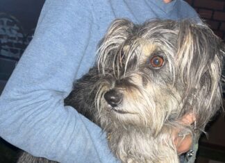 Zagubione czworonogi szukają właściciela